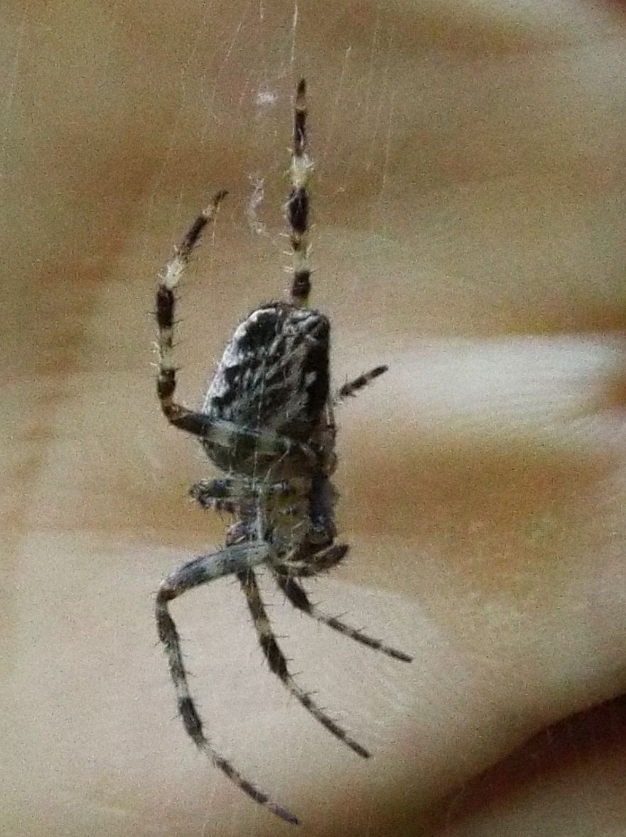 Tutti Araneus diadematus?  S� - Val di Fassa (TN)